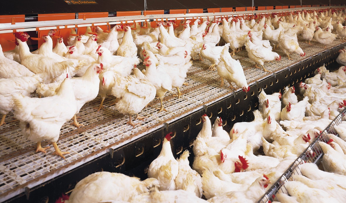 SENACSA controla y monitorea constantemente posibles casos de influenza aviar