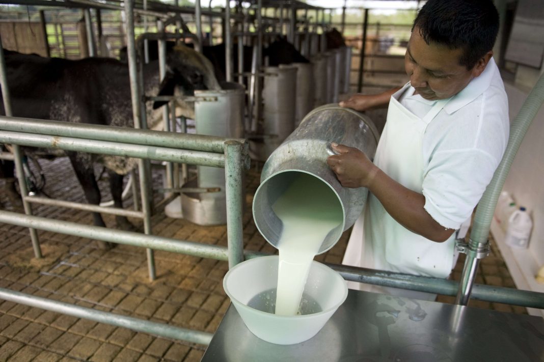 Día mundial de la leche