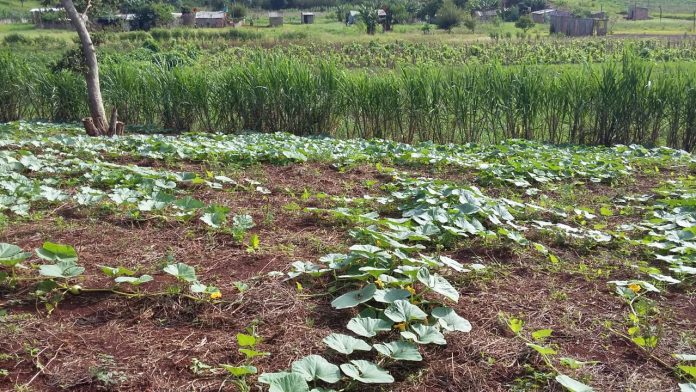 cultivos en alto paraná