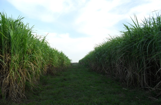 caña de azúcar