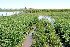 cultivos de soja inundadas