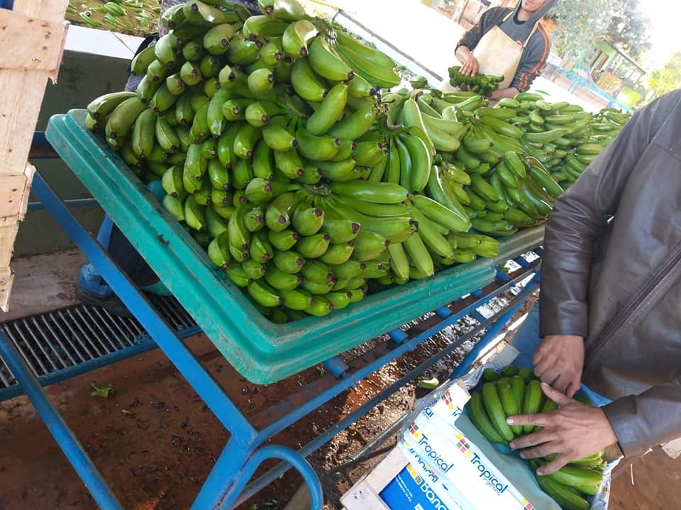 Bananas para la exportación