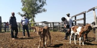 El 20 de este mes se cierra primera etapa de inseminación artificial en Ñeembucú