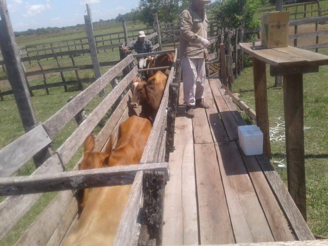 Proyecto Productivo de la Gobernación busca inseminar 3000 ganados en el presente periodo