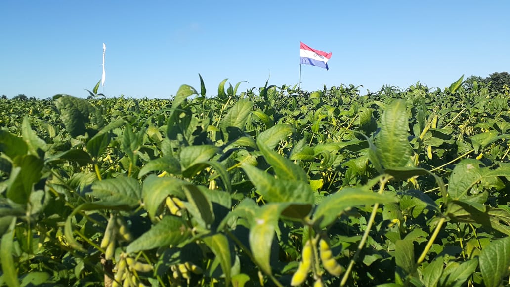 PRODUCCIÓN DE SOJA EN SAN PEDRO