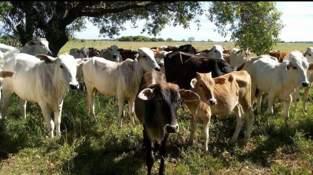 Campaña de vacunación antiaftosa registra buen número en Ñeembucú