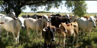 Campaña de vacunación antiaftosa registra buen número en Ñeembucú