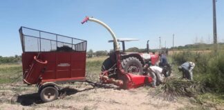 Producción de forraje fortalece a la producción pecuaria