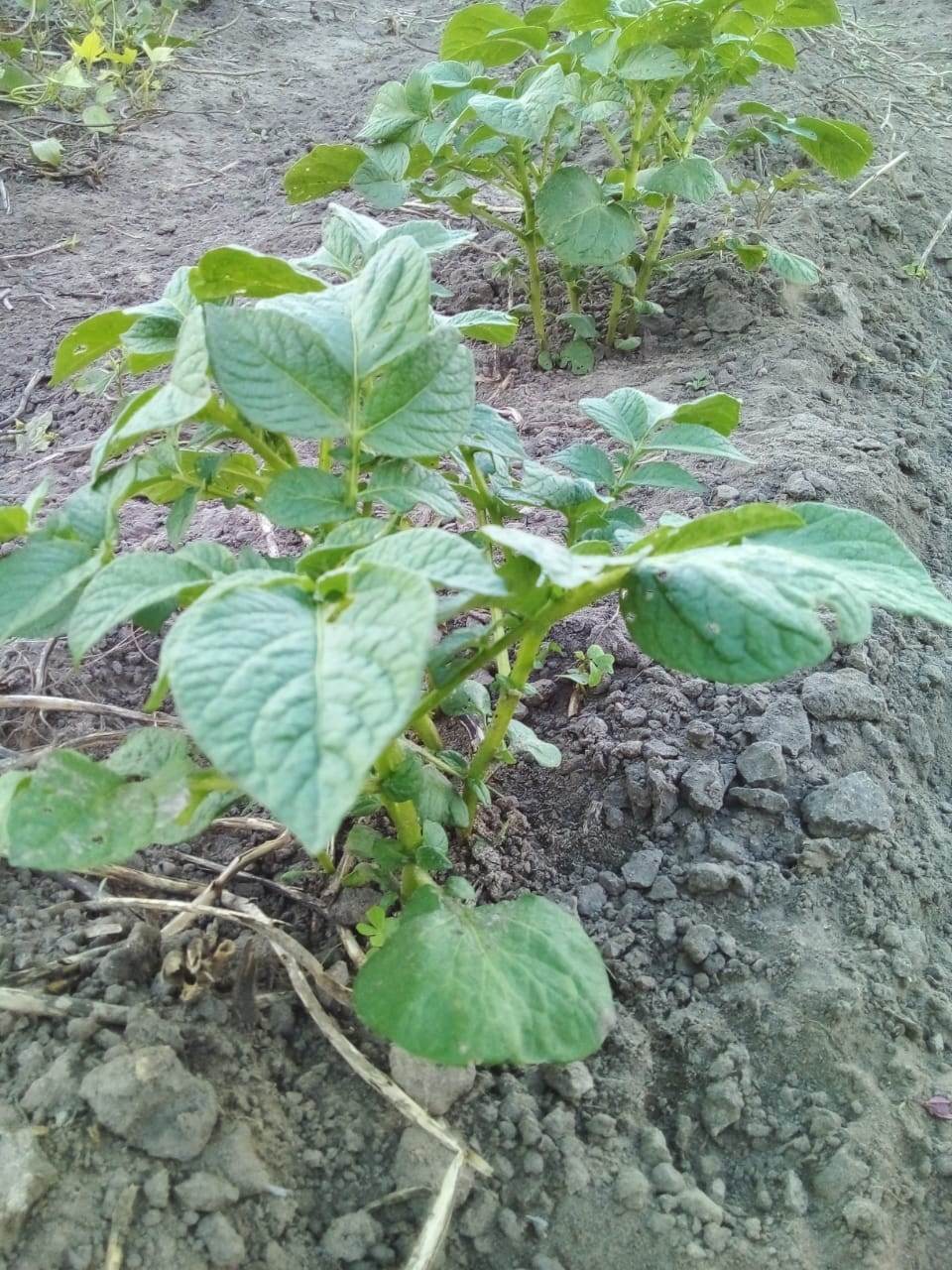 Plantación de papas se muestra como un rubro alternativo en Ñeembucú