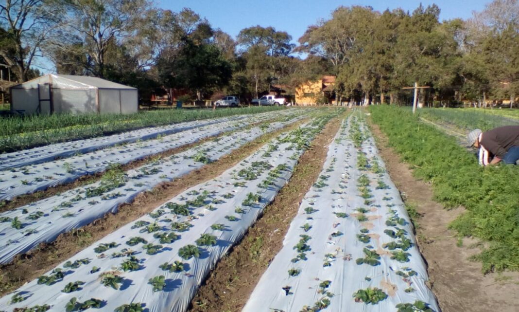 Escuela agraria de Pilar contará con moderno invernadero