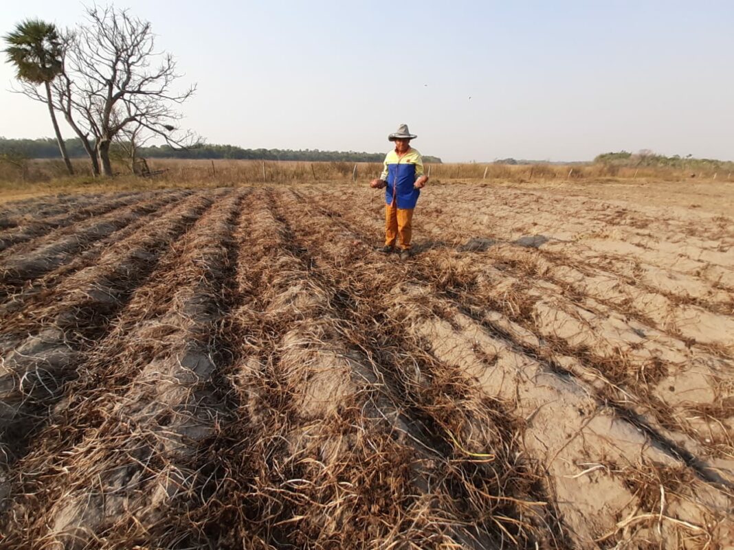 Sequía y heladas impactan negativamente en el sector productivo de Ñeembucú