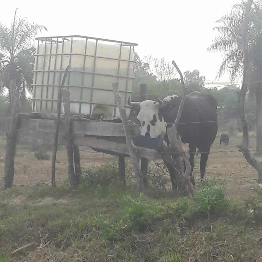 Sequia impacta con fuerza en la producción pecuaria en Ñeembucú