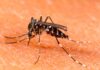 Ñeembucú registra leve aumento de casos de chikungunya