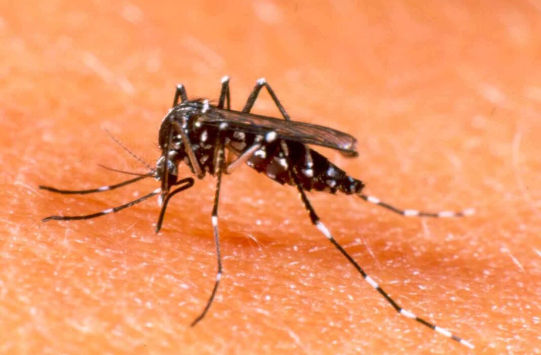 Ñeembucú registra leve aumento de casos de chikungunya