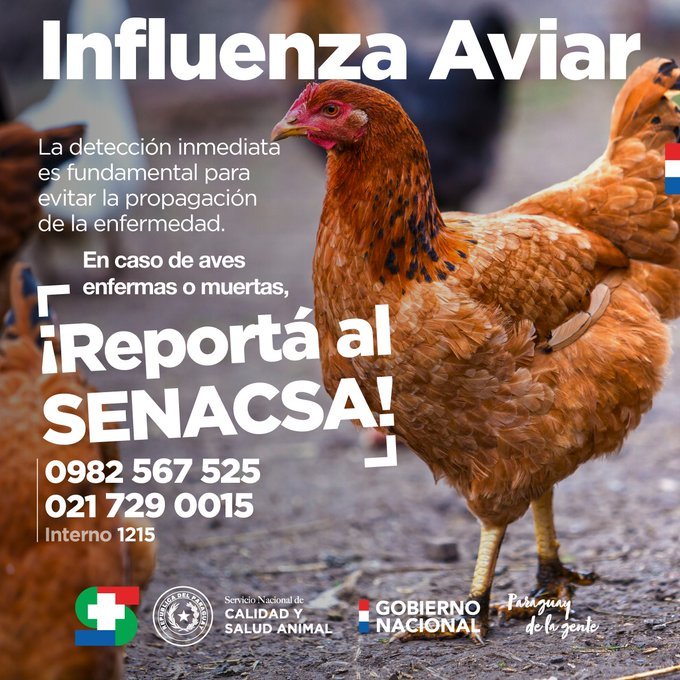 alerta influenza aviar senacsa