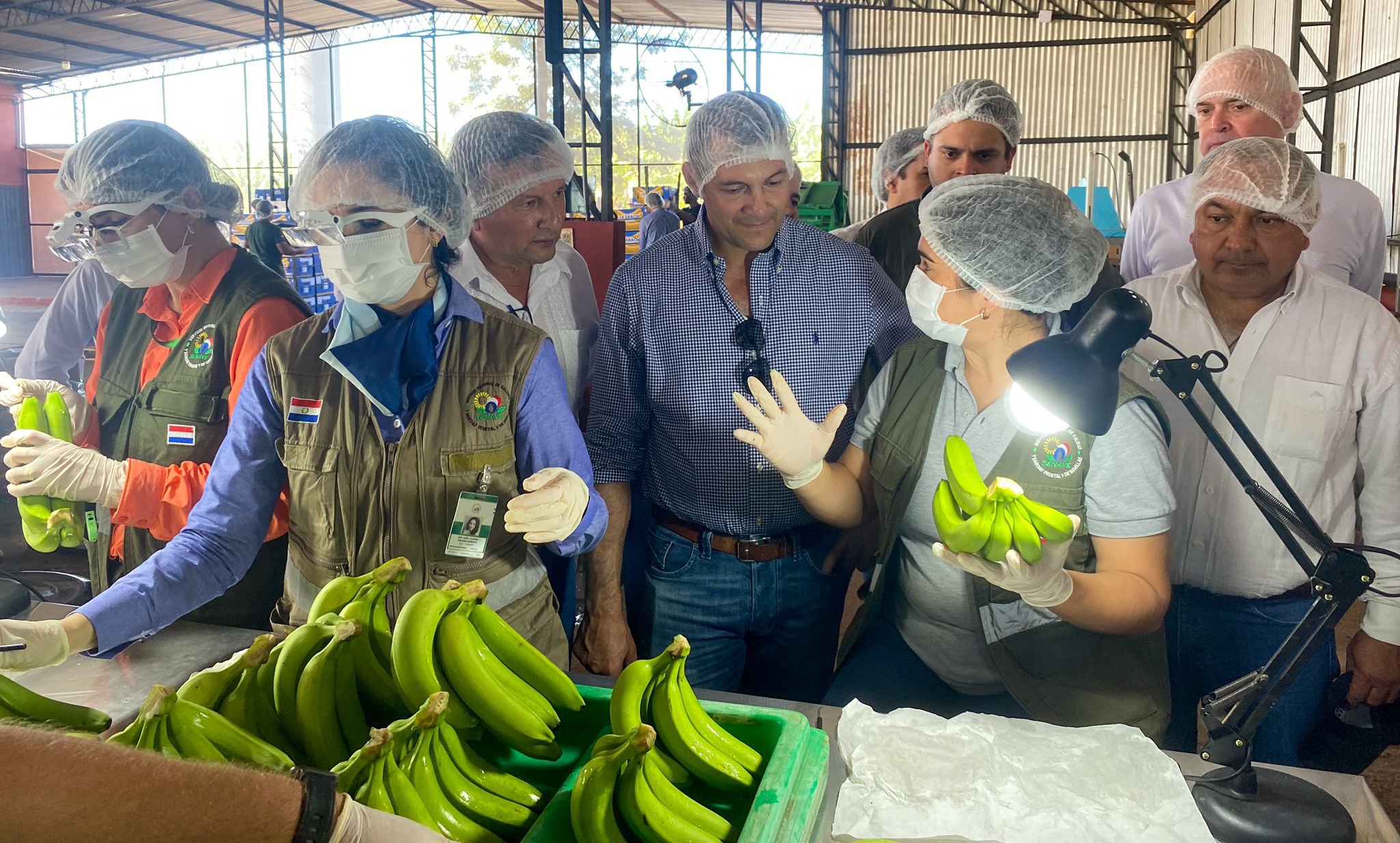 Paraguay exportó su primera carga de bananas al mercado chileno
