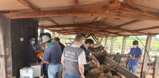 SENACSA pone en marcha el segundo periodo de vacunación de ganado en todo el territorio nacional