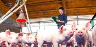 Resaltan aumento de producción de la carne porcina paraguaya