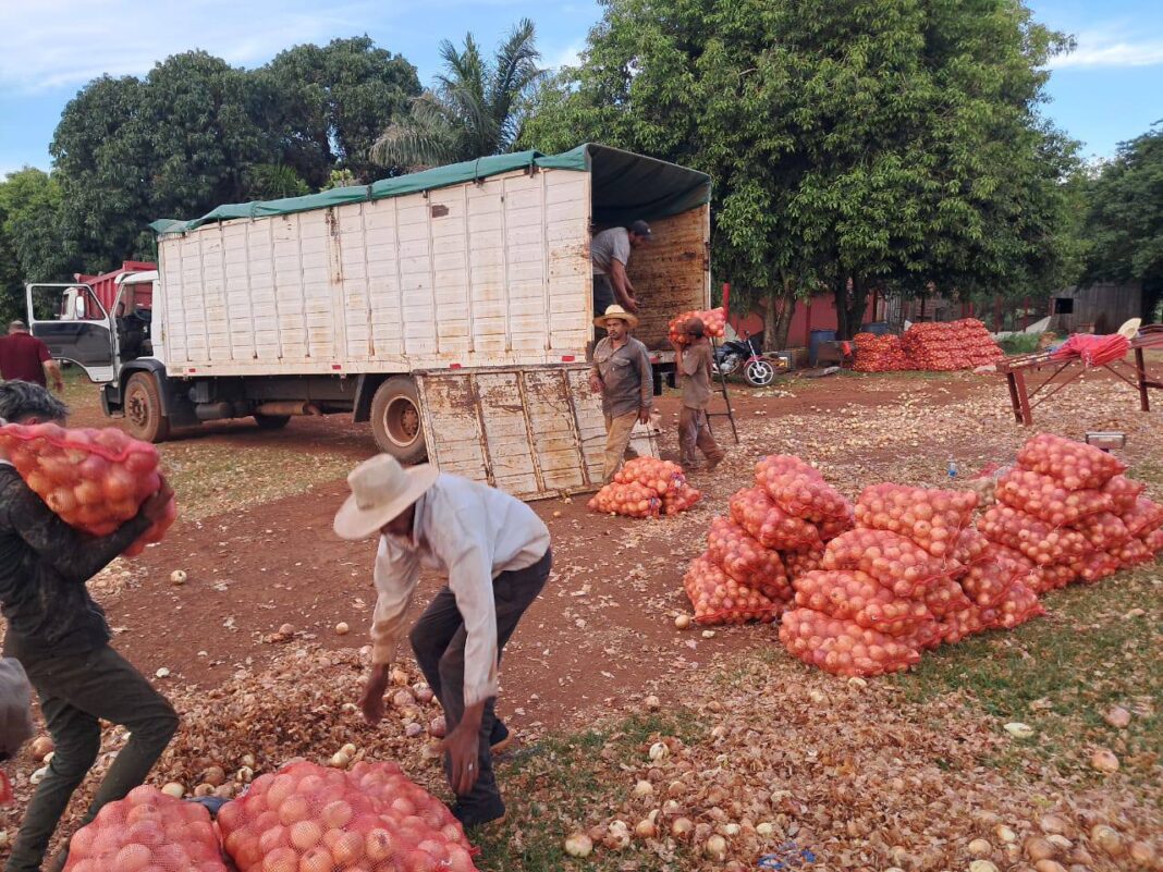 garantizan producción papa y cebolla