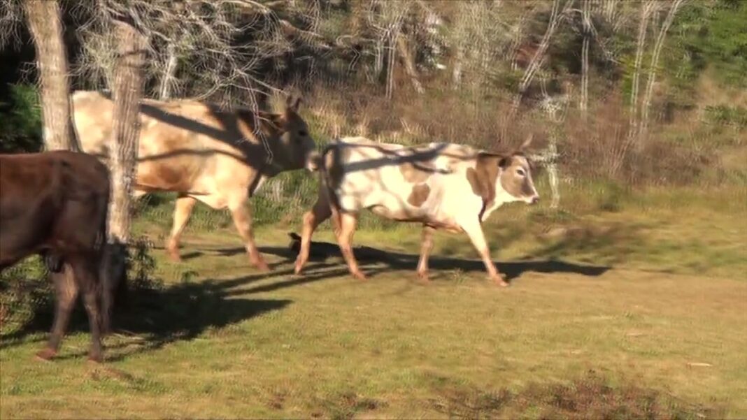 Reportan 28 casos de rabia en animales susceptibles