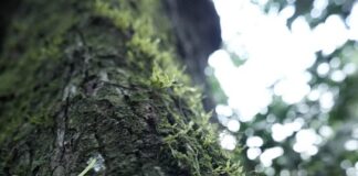 Día Nacional del árbol: A Todo Pulmón impulsa campaña de concienciación para la preservación de nuestros boques