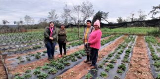 Fortalecen la seguridad alimentaria mediante entrega de semillas y promoción de huertas familiares