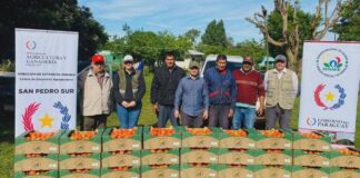 Asistencia técnica del MAG impulsa excelente cosecha de tomate en San Estanislao