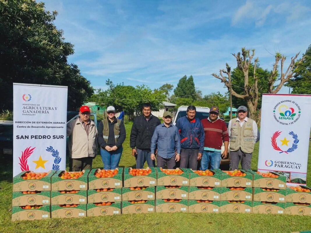 exitosa producción tomate san estanislao