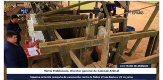 Senacsa extiende campaña de vacunación contra fiebre aftosa