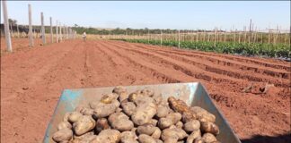 Inicia el cultivo de papa en el distrito de Liberación con apoyo técnico del MAG